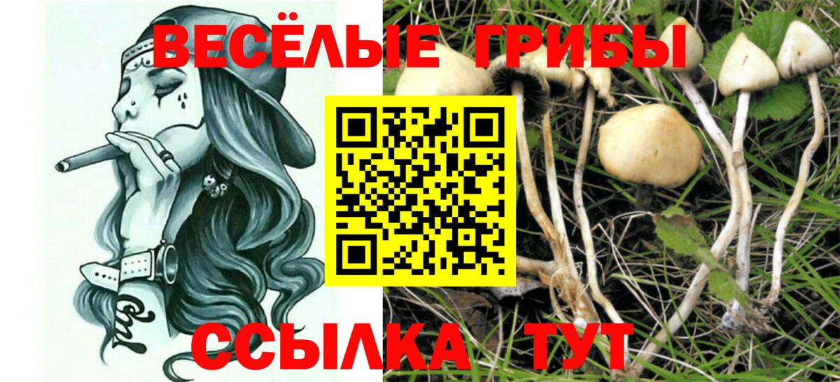Галлюциногенные грибы Psilocybe  Вход с VPN  Галлюциногенные грибы Psilocybine cubensis  Горно-Алтайск 